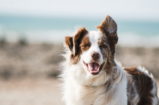 The Basics of Pet Insurance for Dogs